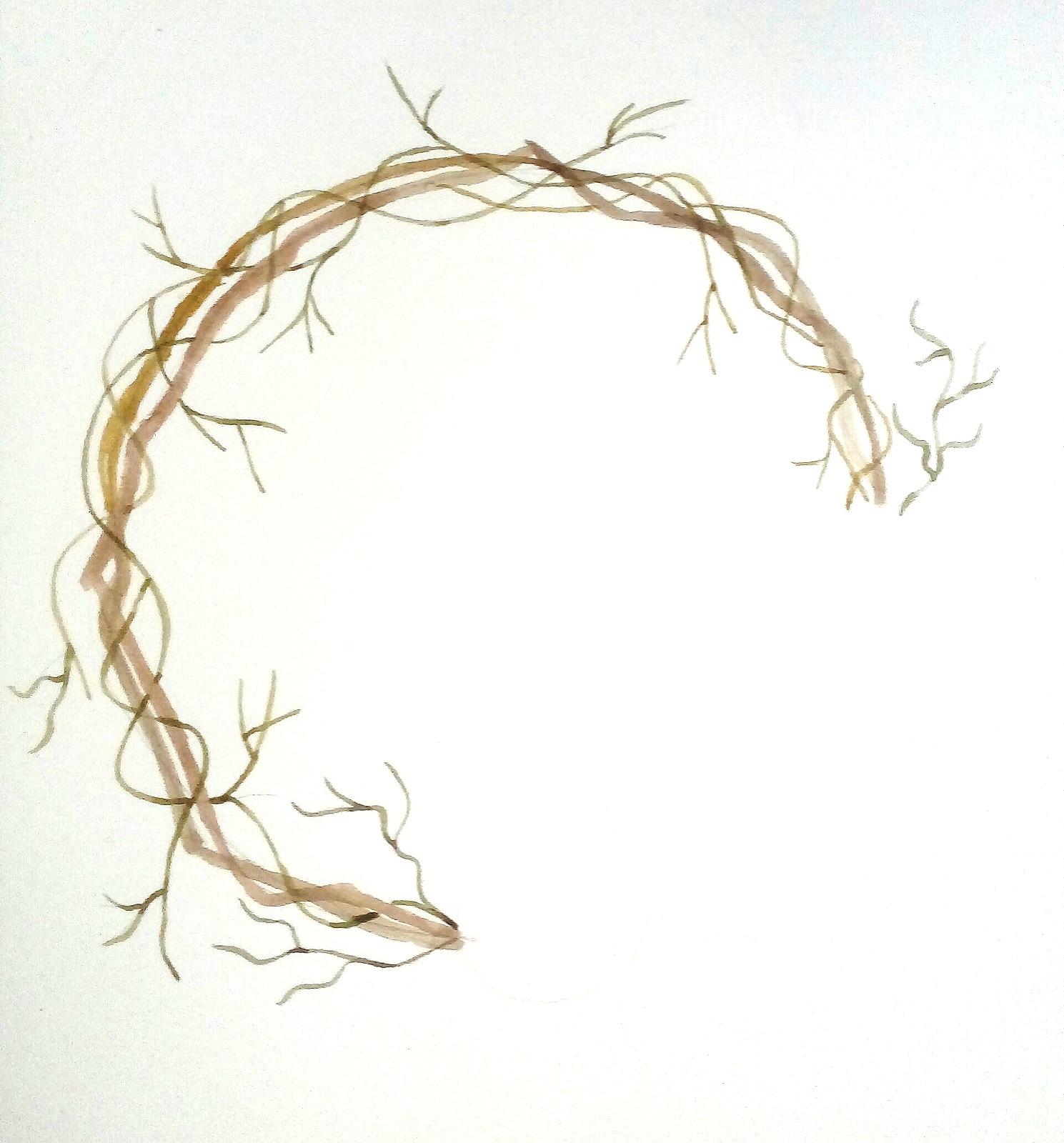 Watercolor wreaths - image 3 - student project