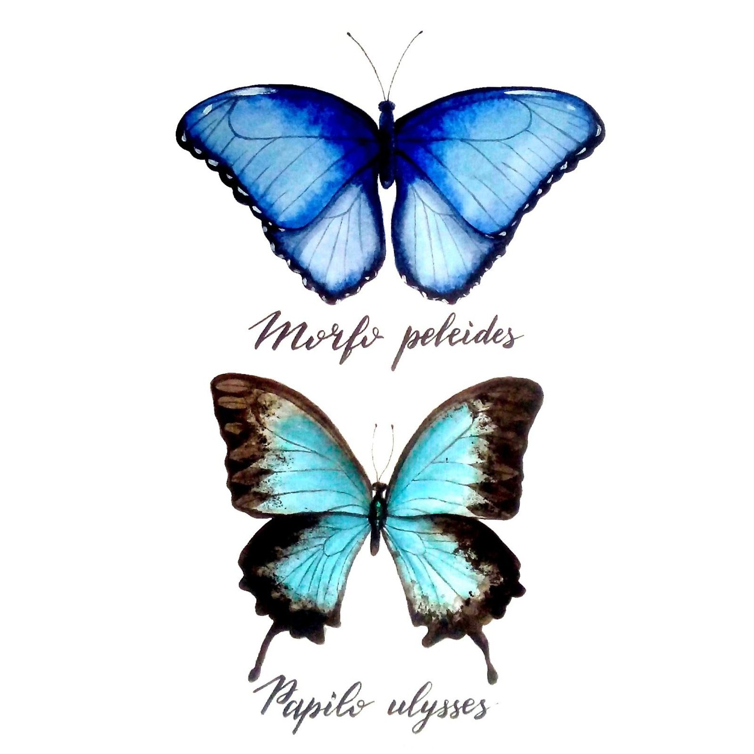 Butterflies  - image 1 - student project