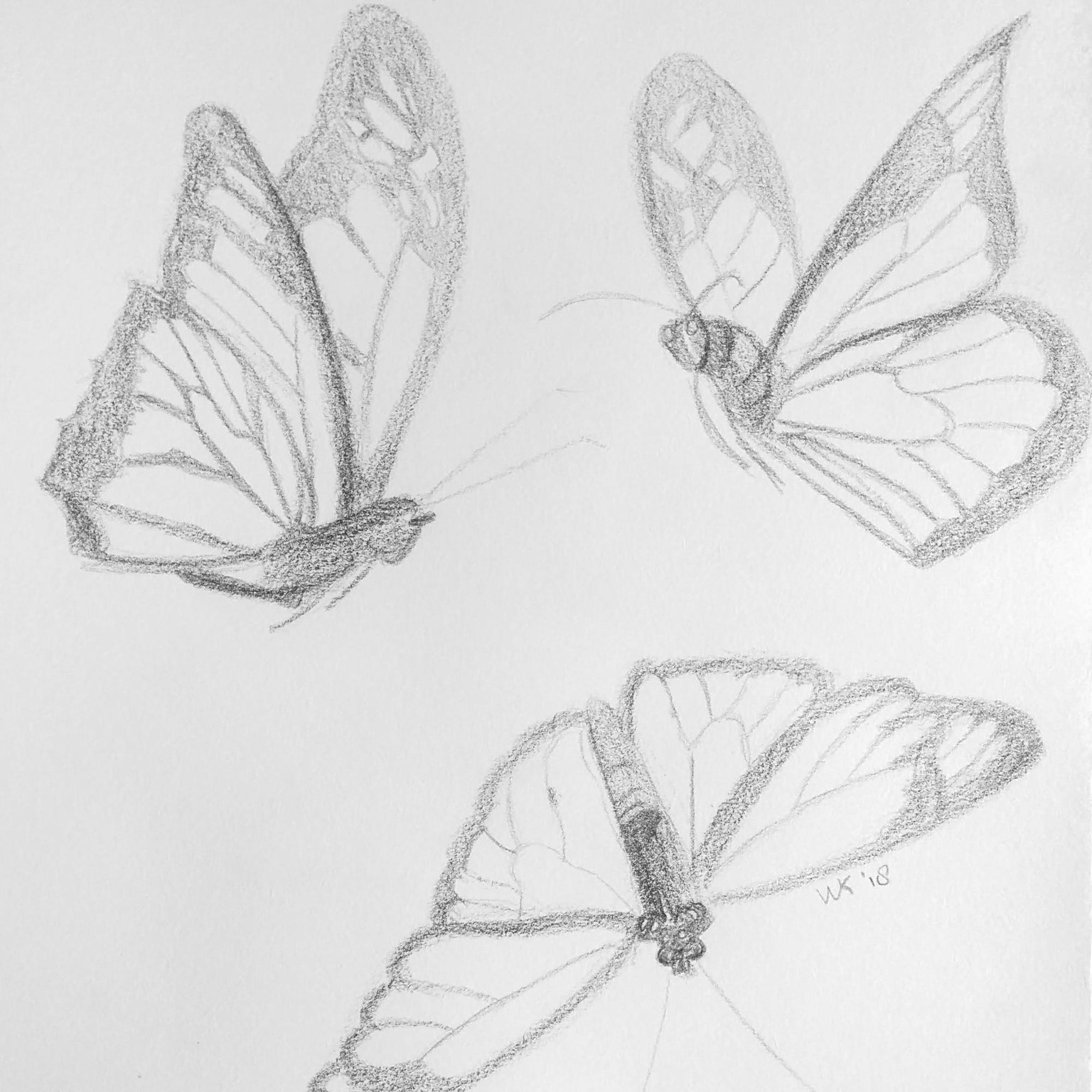 30 days of butterflies - image 6 - student project