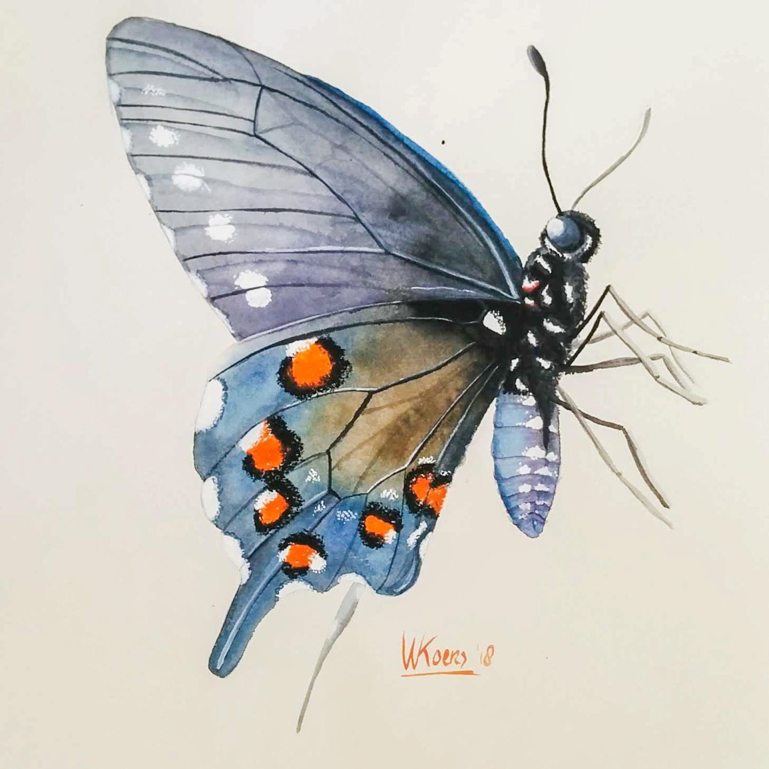 30 days of butterflies - image 3 - student project