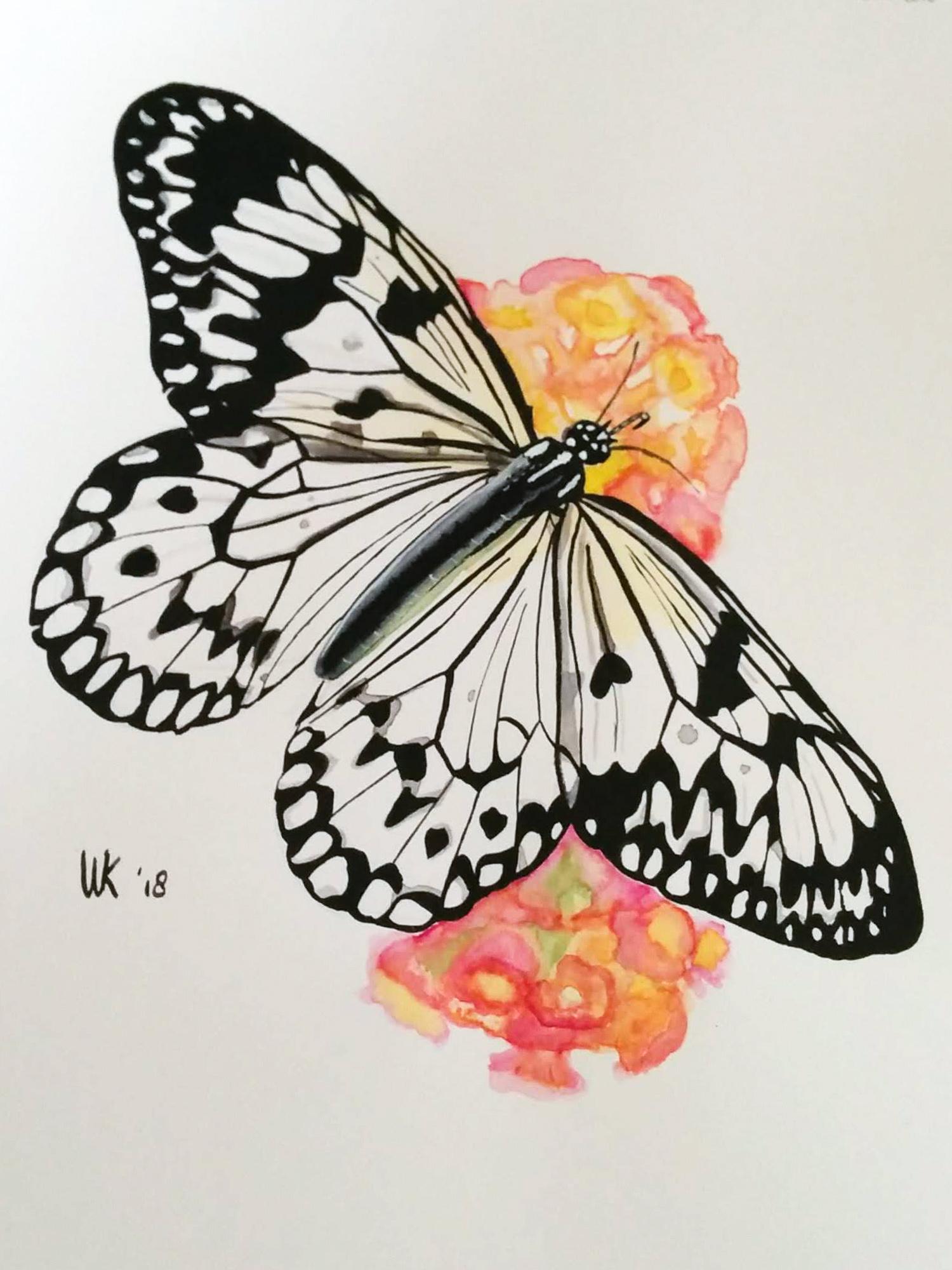 30 days of butterflies - image 4 - student project