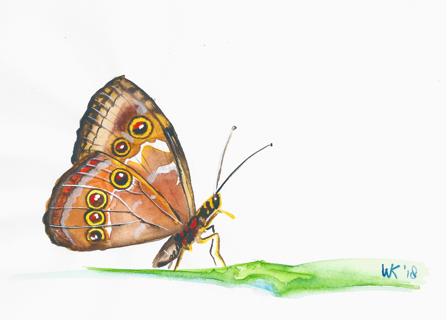 30 days of butterflies - image 1 - student project