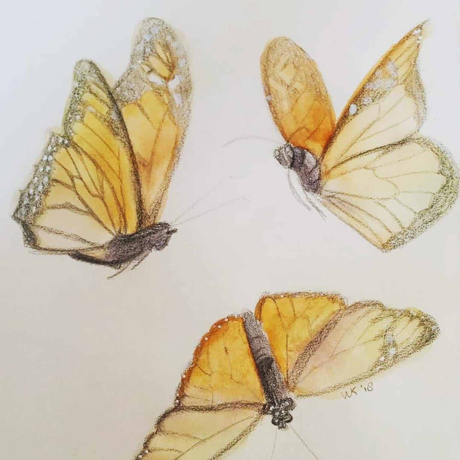 30 days of butterflies - image 7 - student project