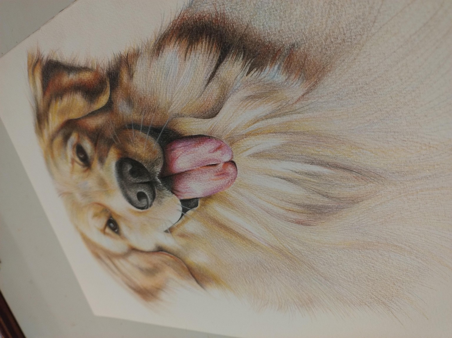 Golden Retriever - image 1 - student project