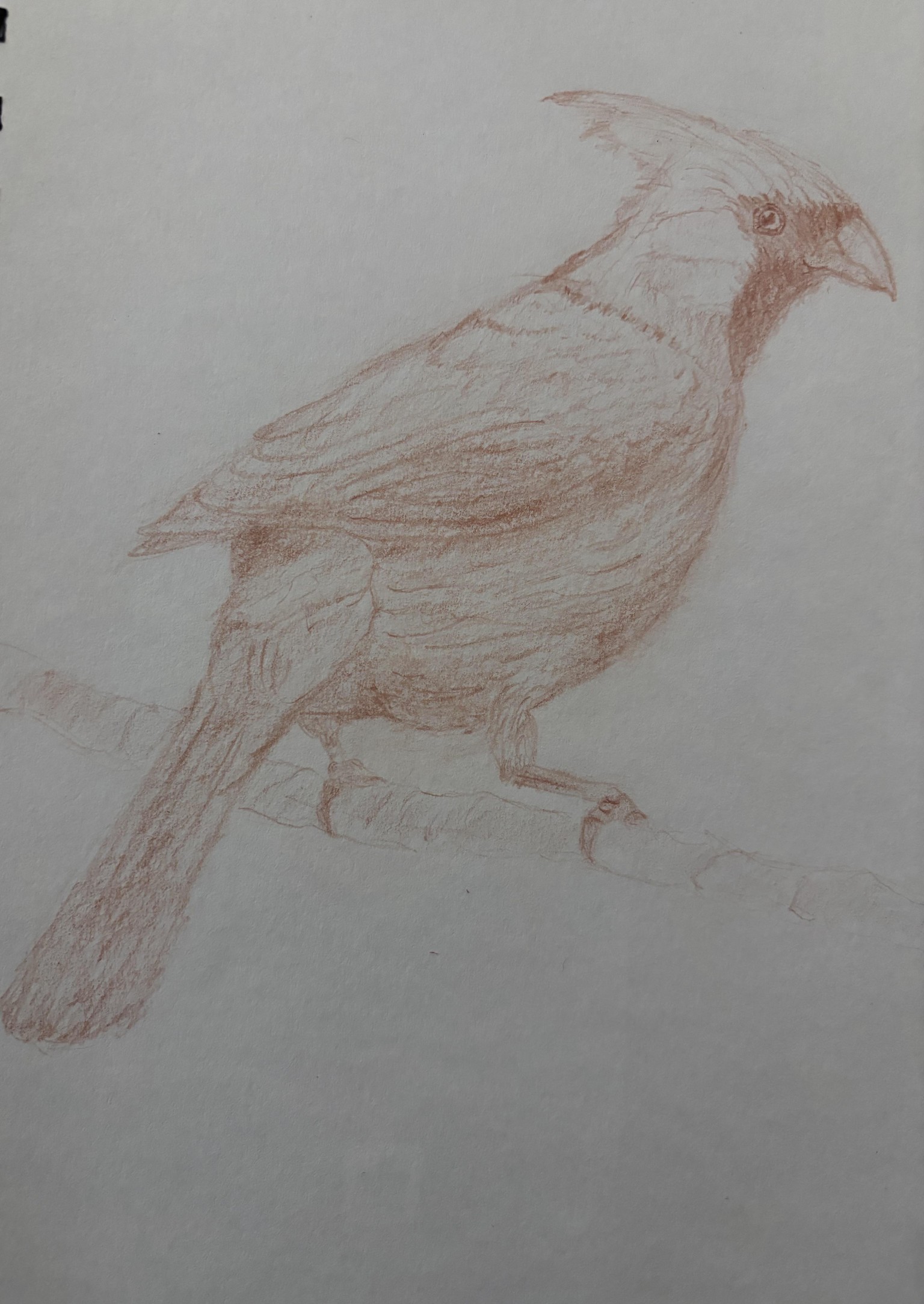 Cardinal - image 1 - student project