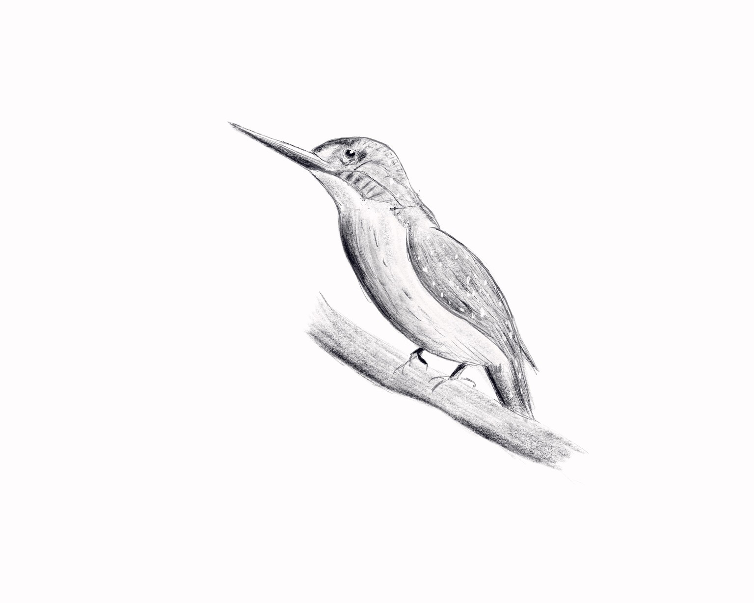 Bird - image 1 - student project