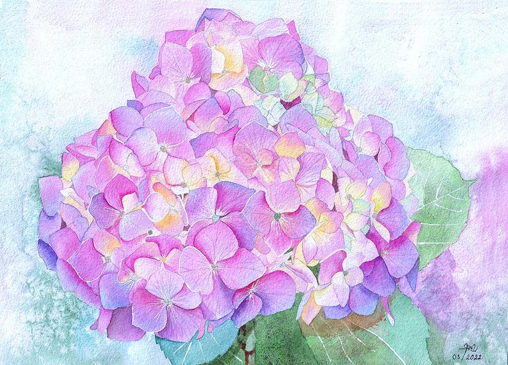 My Hydrangea in Watercolor - image 1 - student project