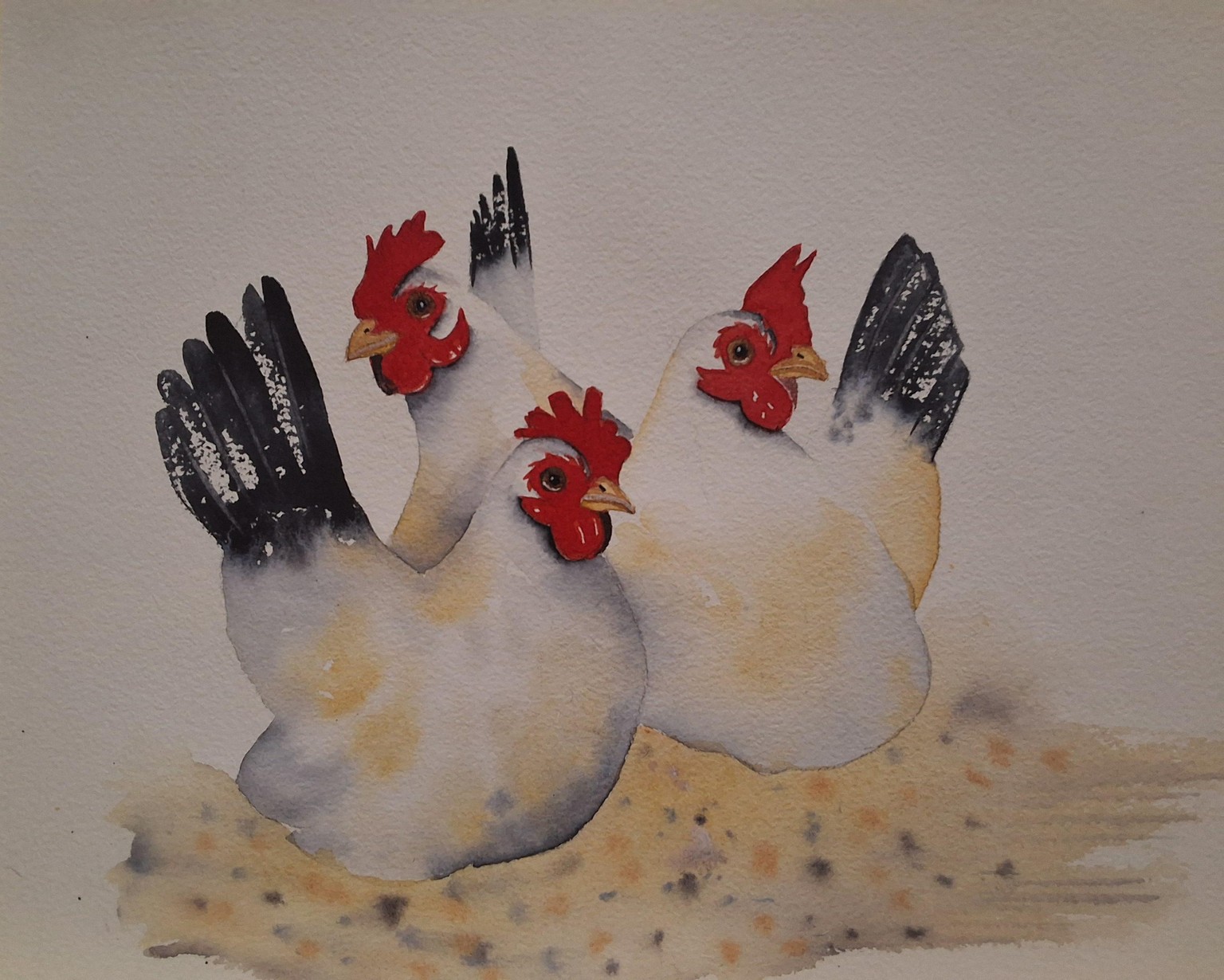Chooks - image 1 - student project