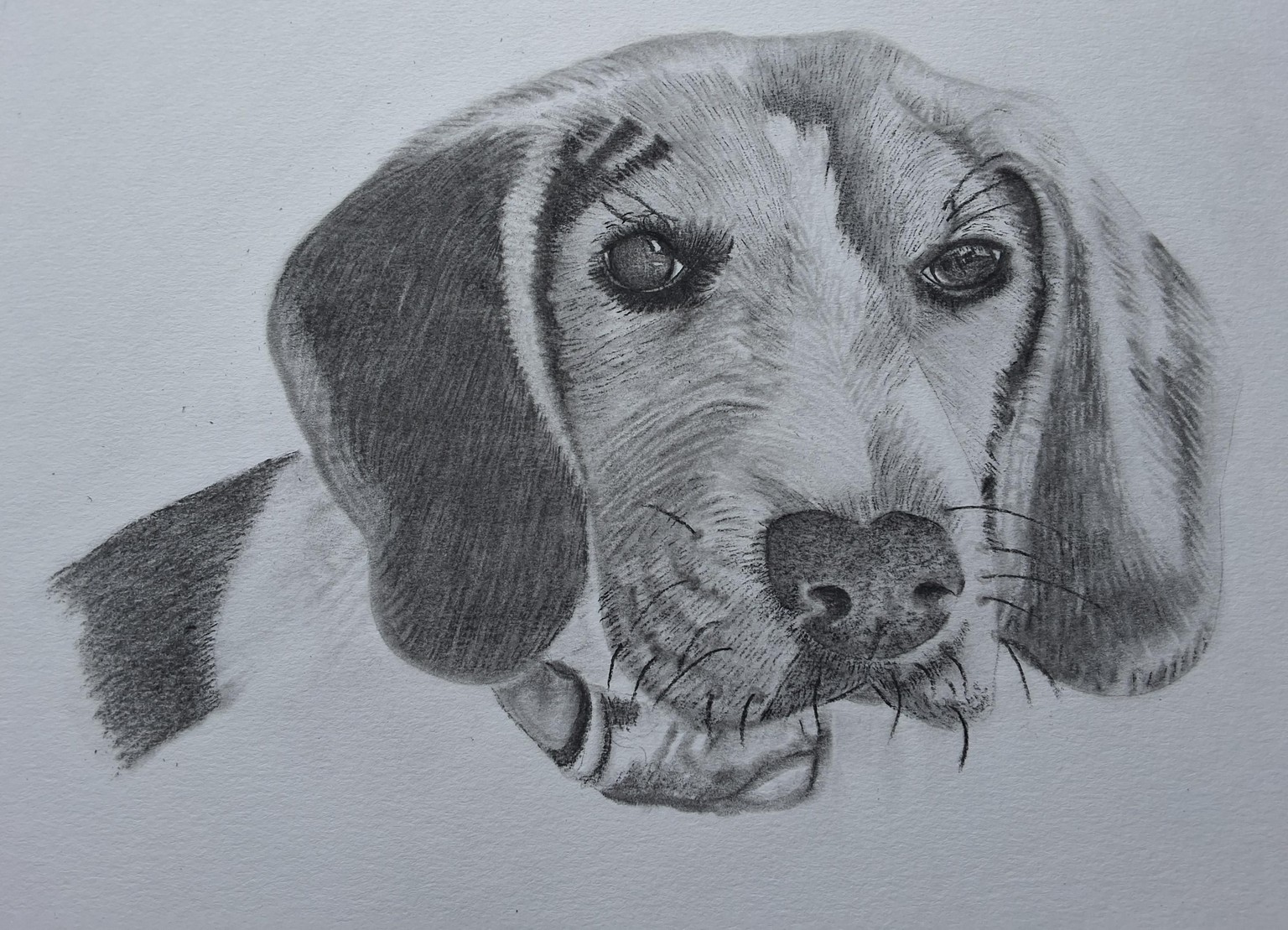 Beagle - image 1 - student project