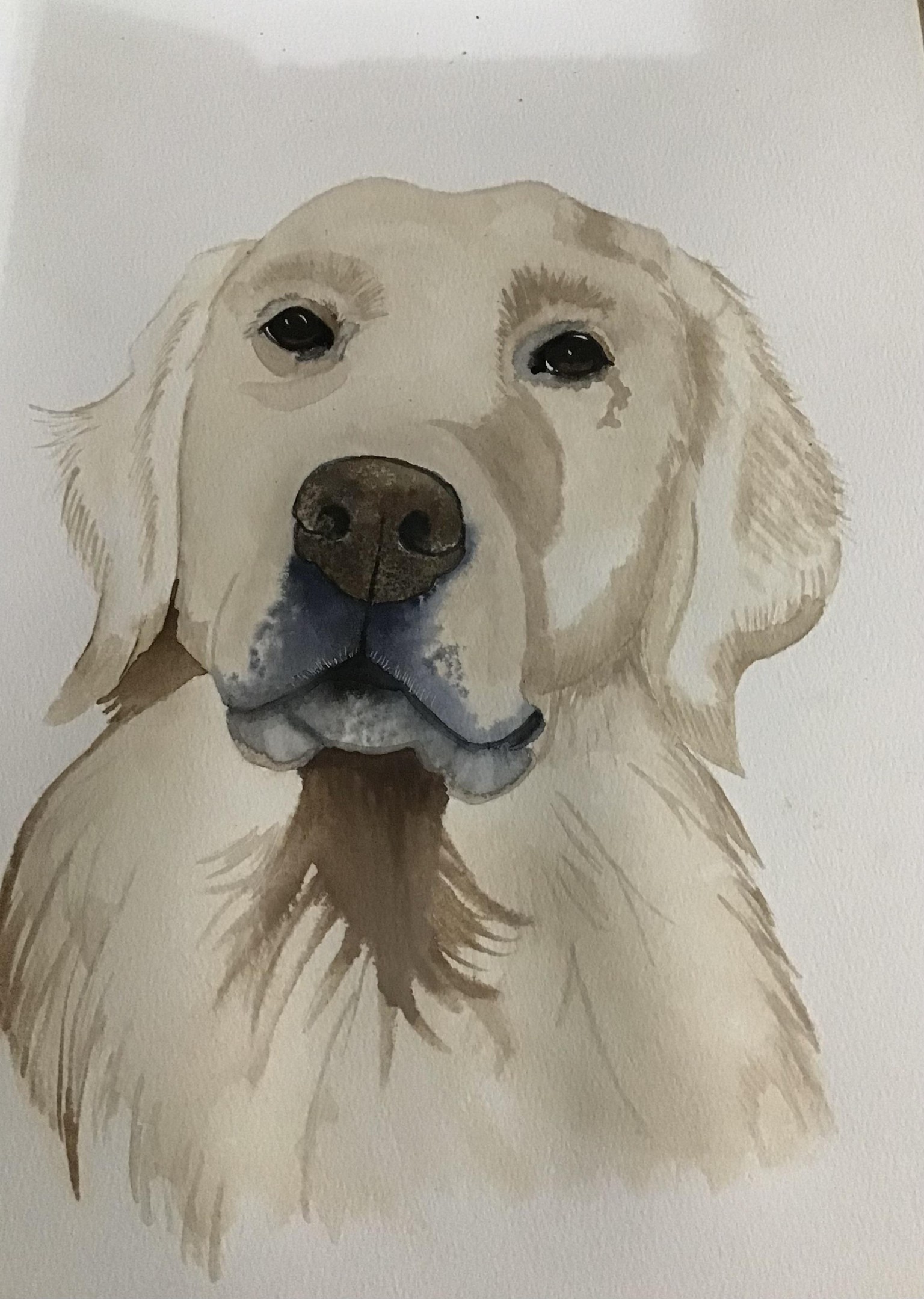 Labrador - image 1 - student project