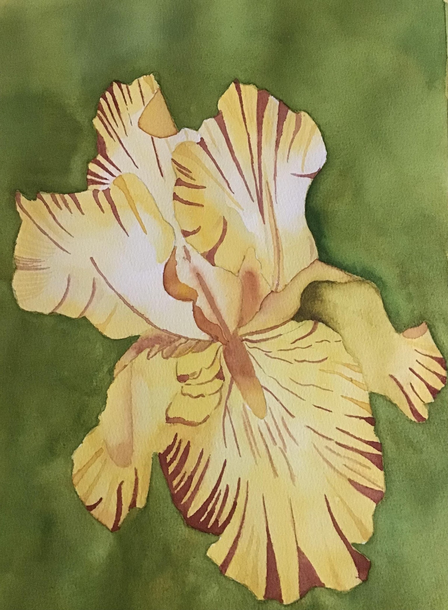 Iris - image 1 - student project