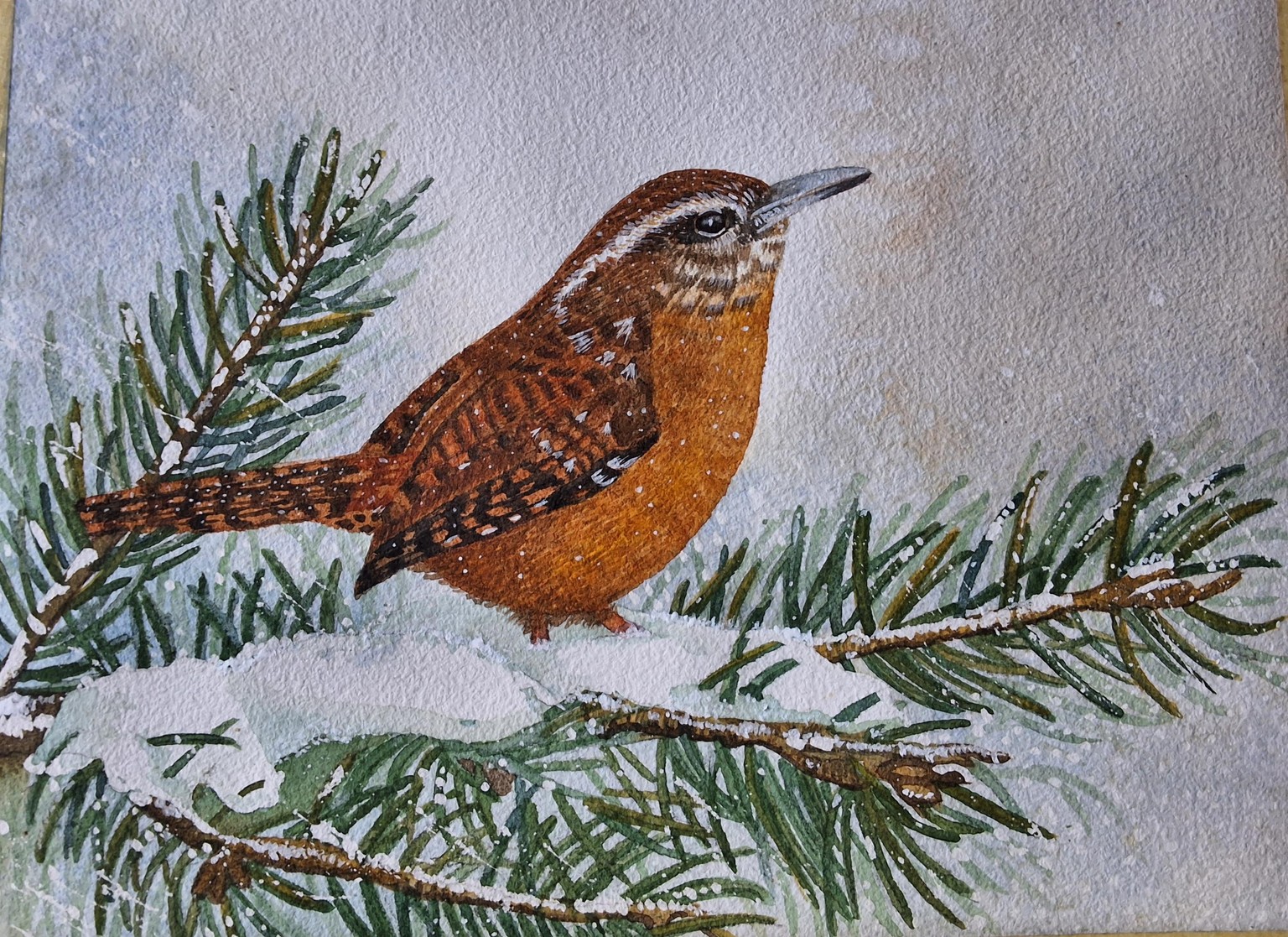 Carolina wren - image 1 - student project