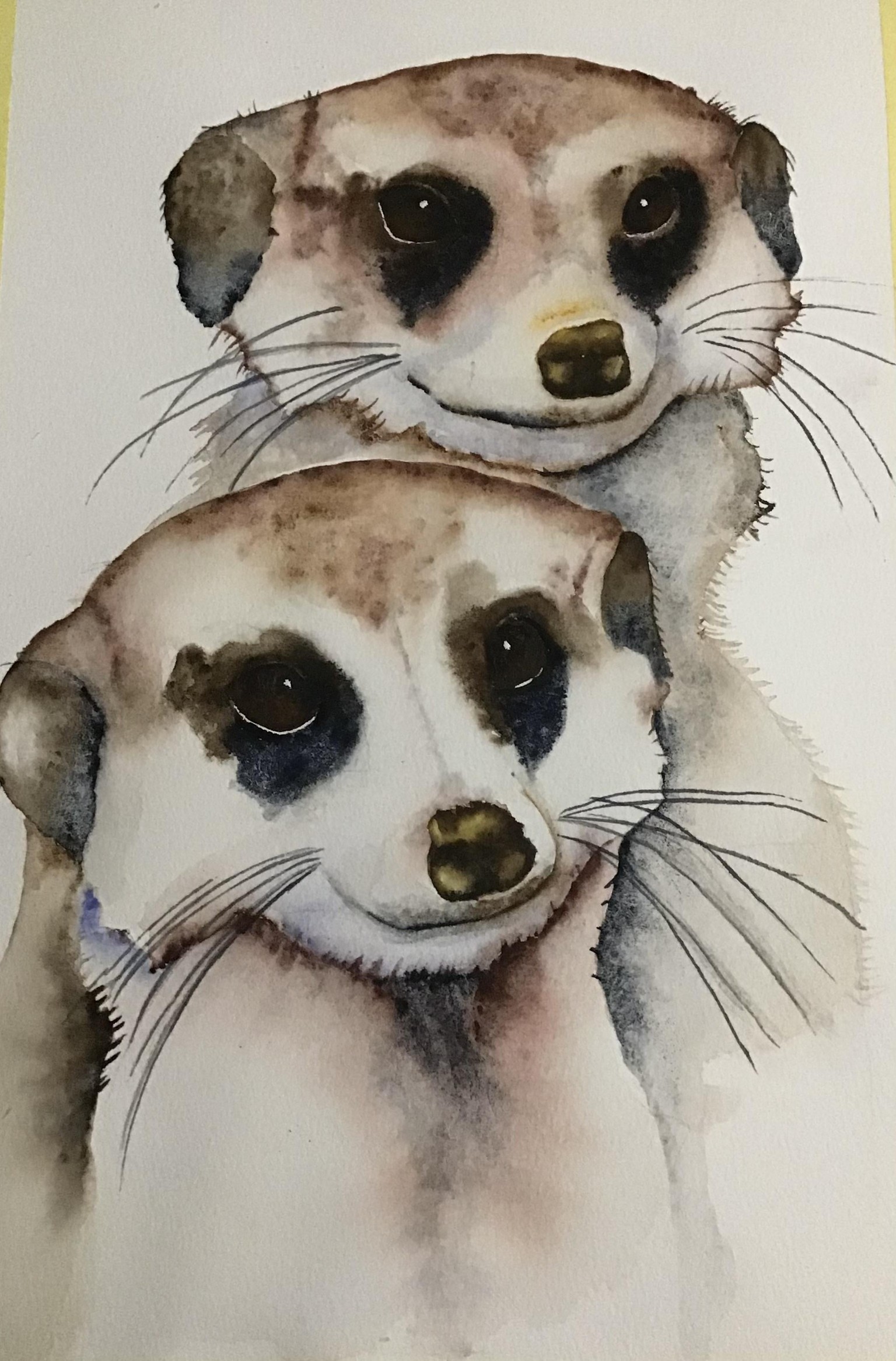 Meerkats - image 2 - student project