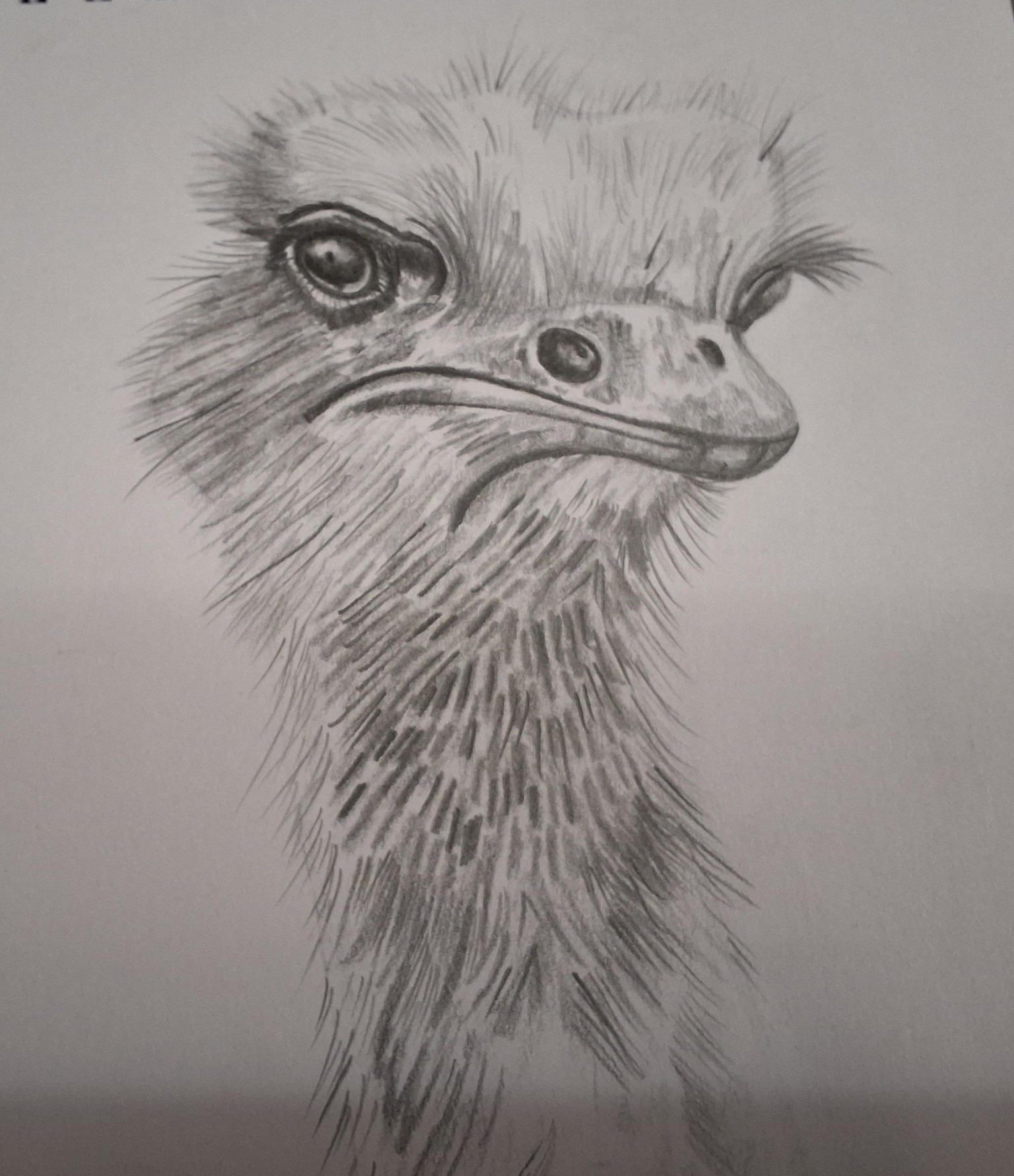 Ostrich - image 1 - student project
