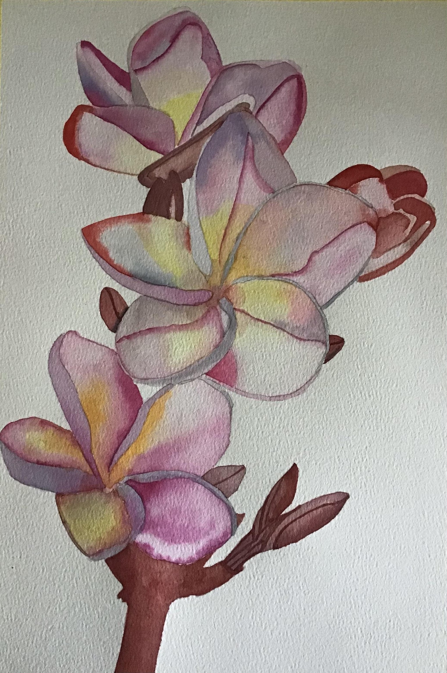 Plumeria - image 1 - student project