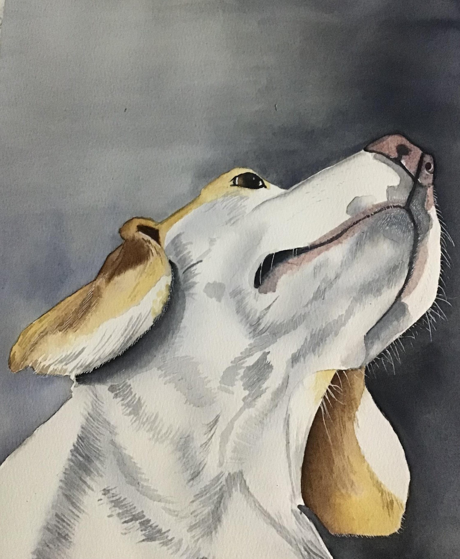 Lemon beagle - image 1 - student project