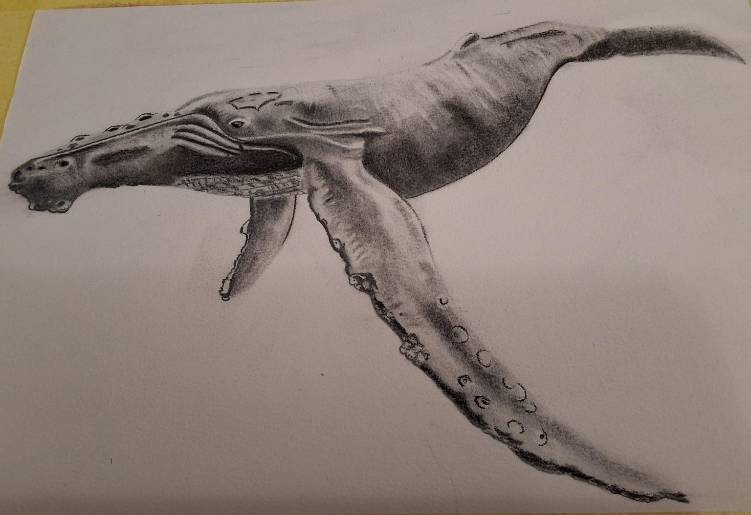 Humpback whale - image 1 - student project