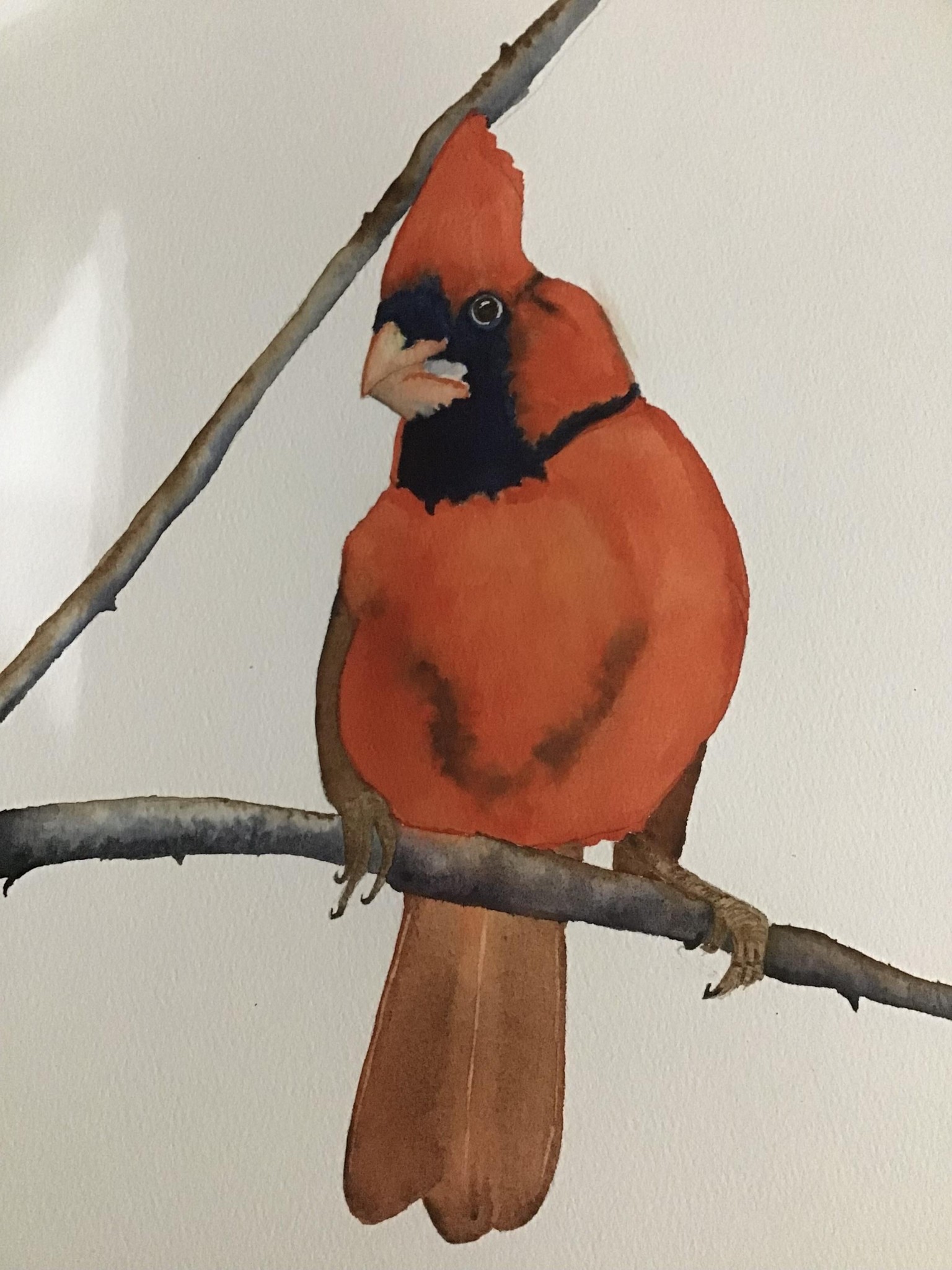 Cardinal - image 1 - student project