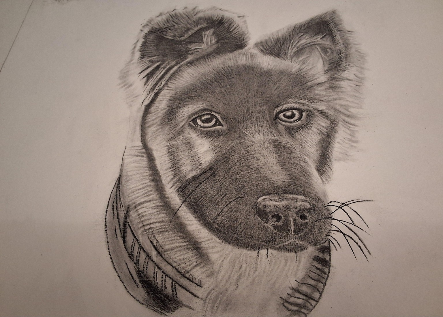 German  shepherd - image 1 - student project