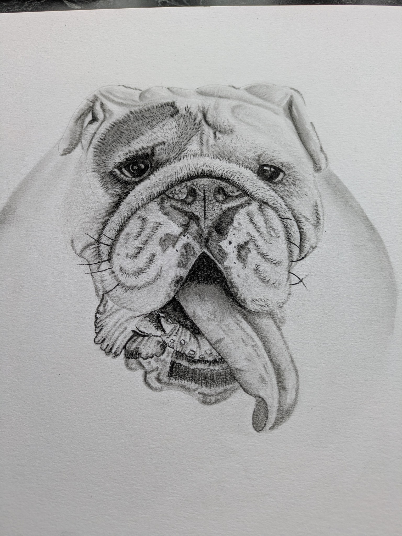 Bulldog - image 1 - student project