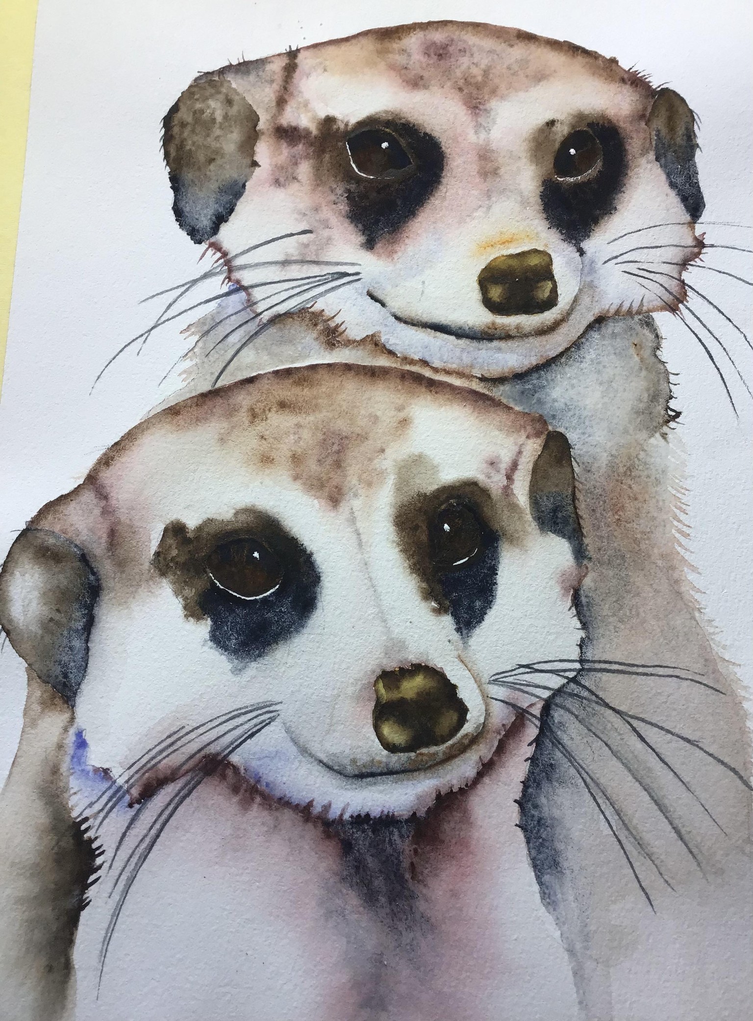 Meerkats - image 1 - student project