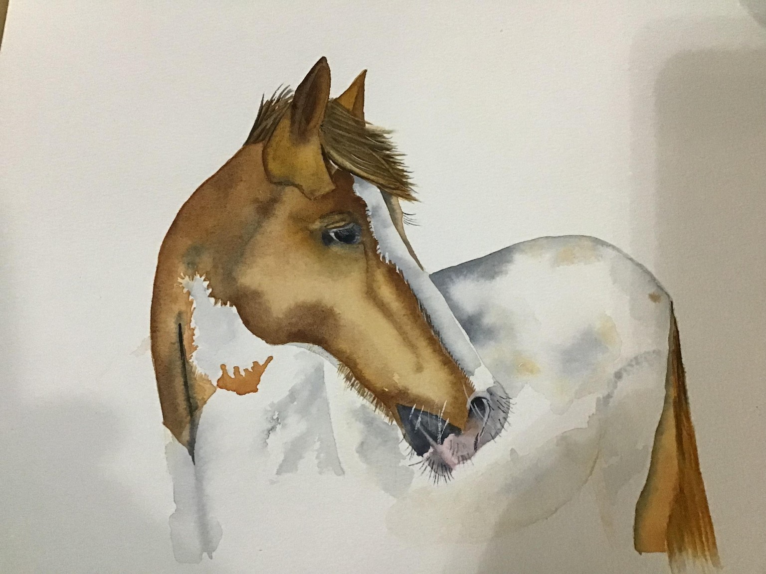 Horse - image 1 - student project