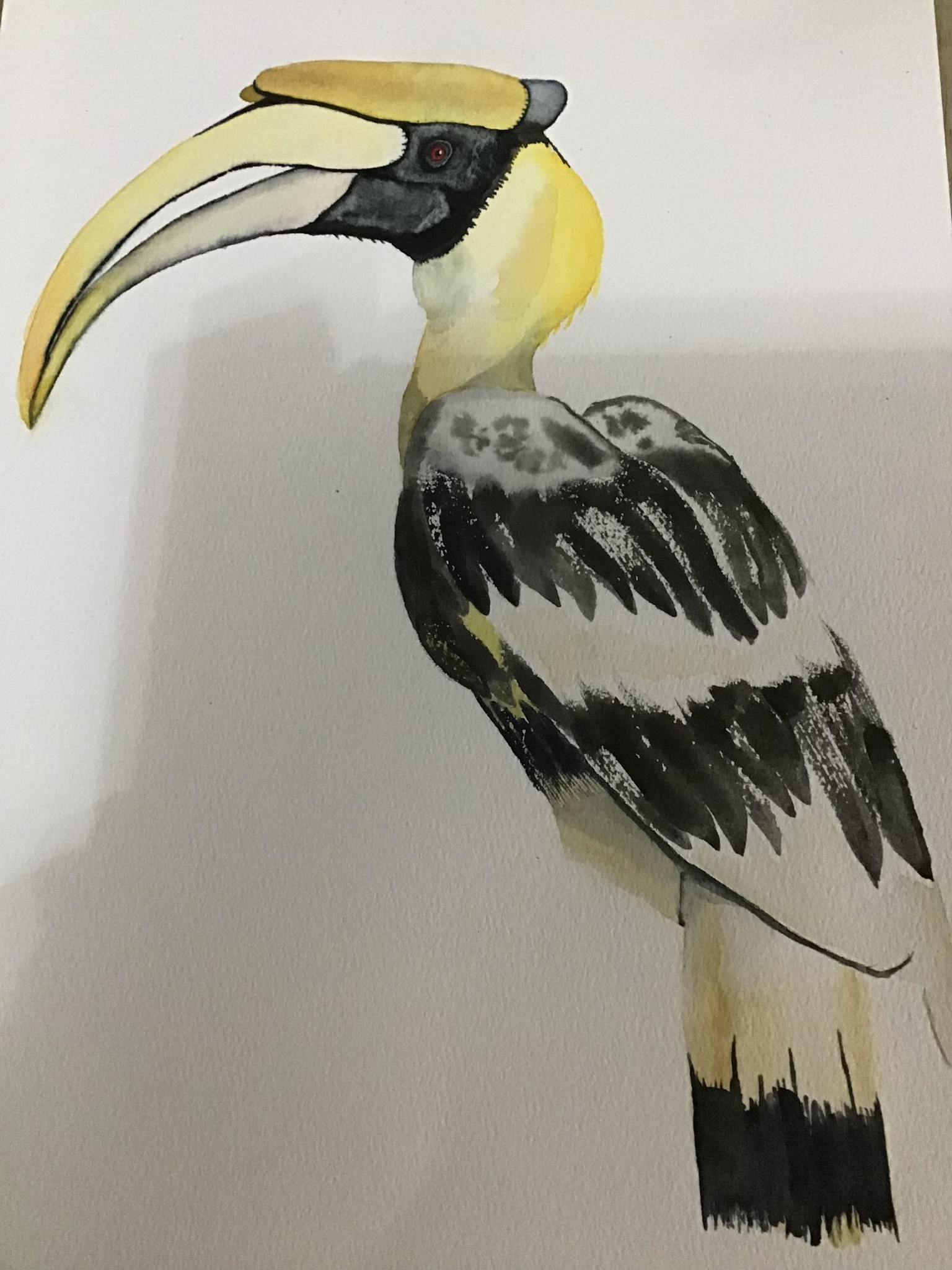 Hornbill - image 1 - student project
