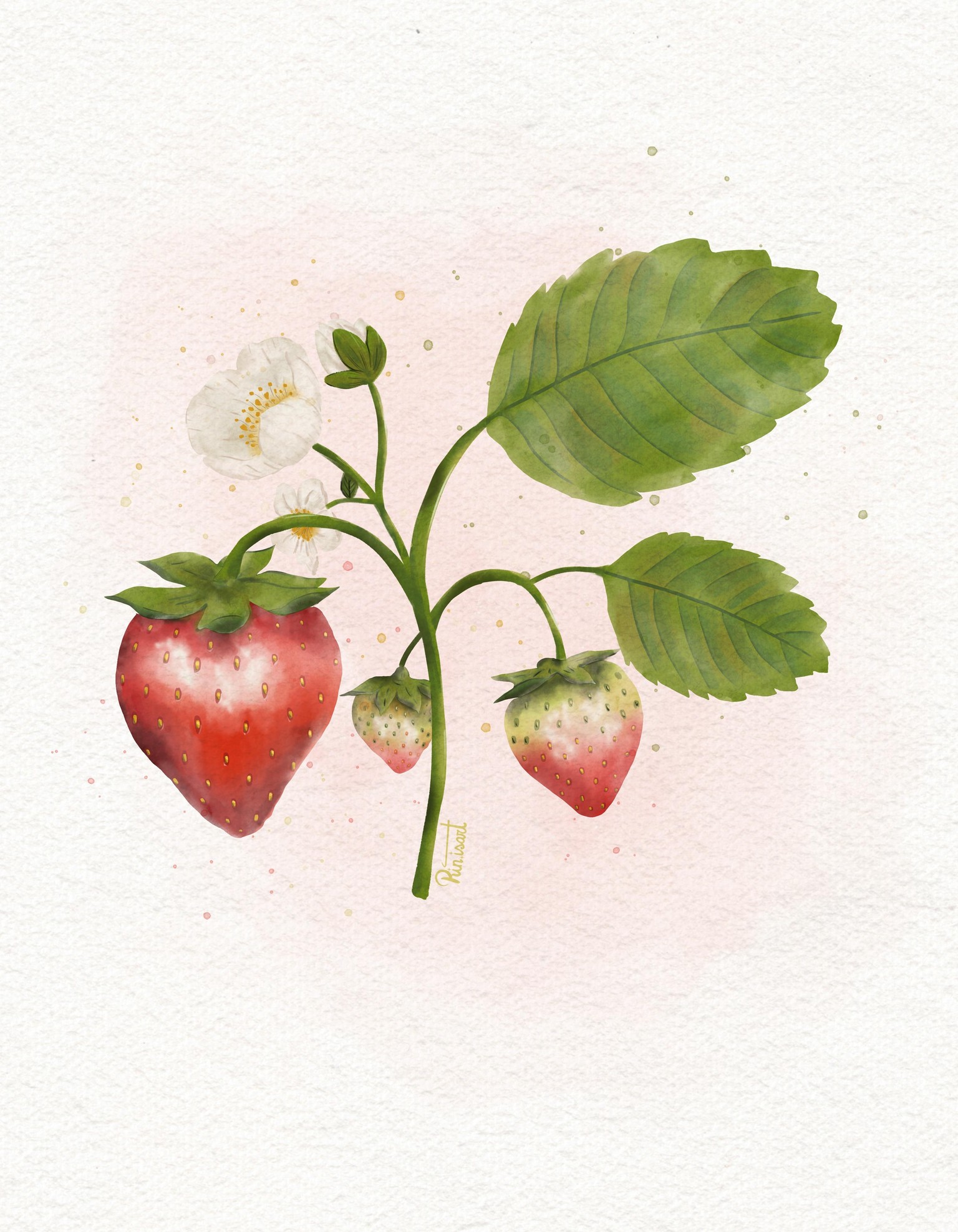Watercolour strawberry - image 1 - student project