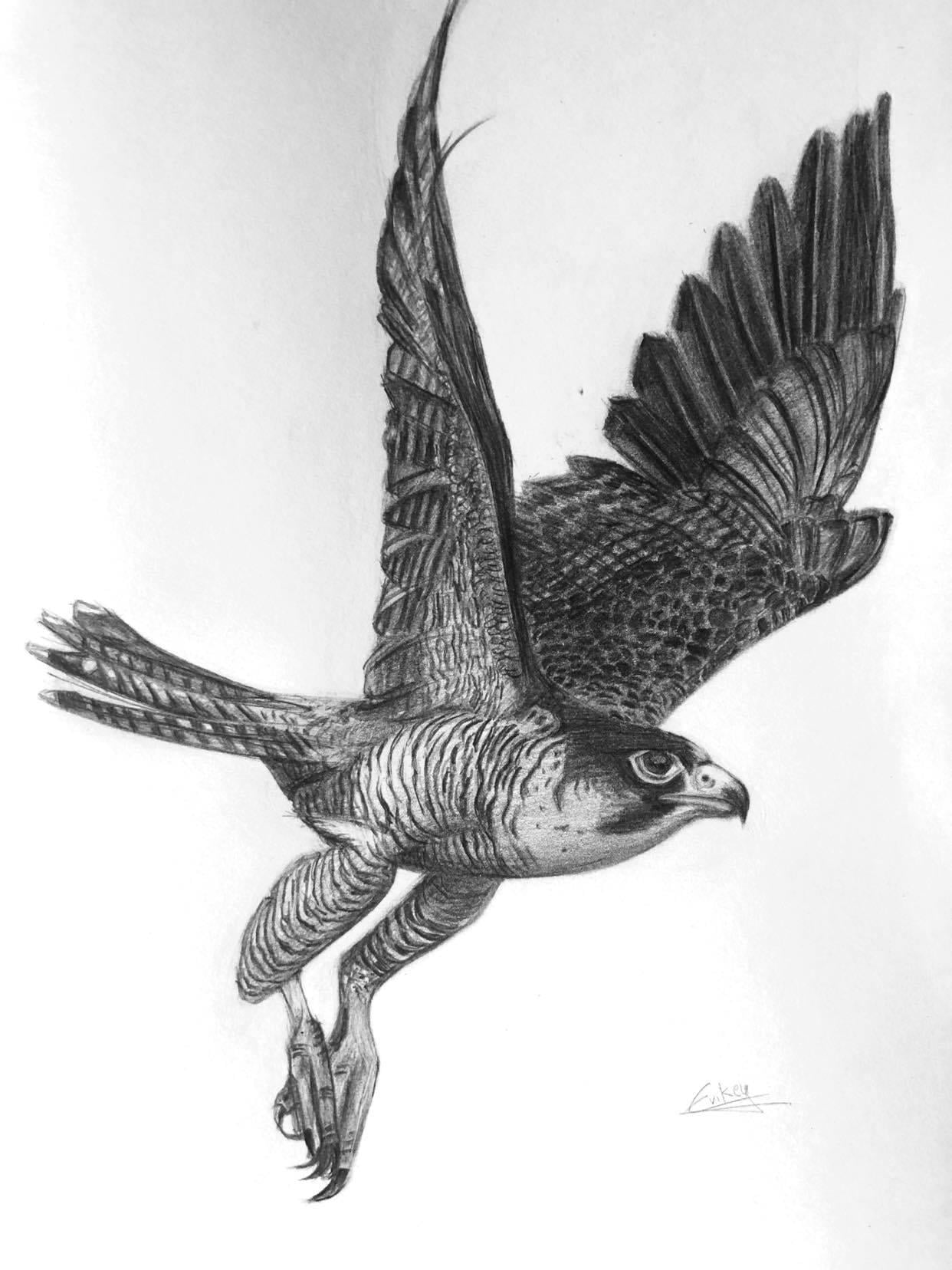 The fastest animal on earth - image 1 - student project