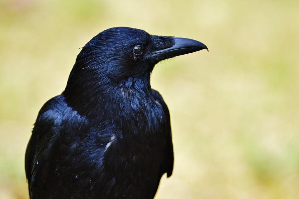 Crow - image 1 - student project