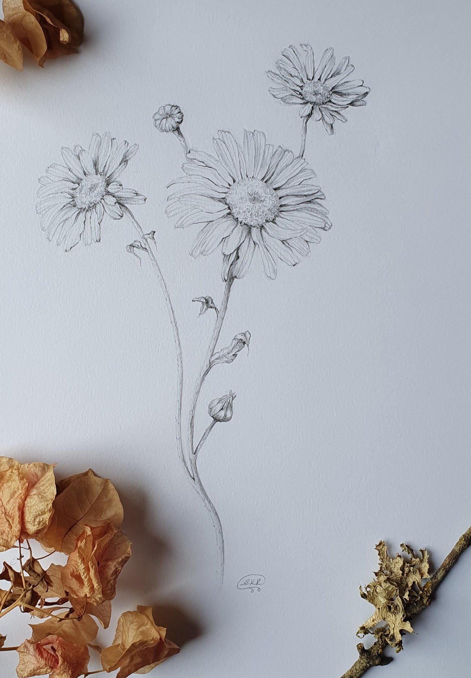 Daisies - image 1 - student project