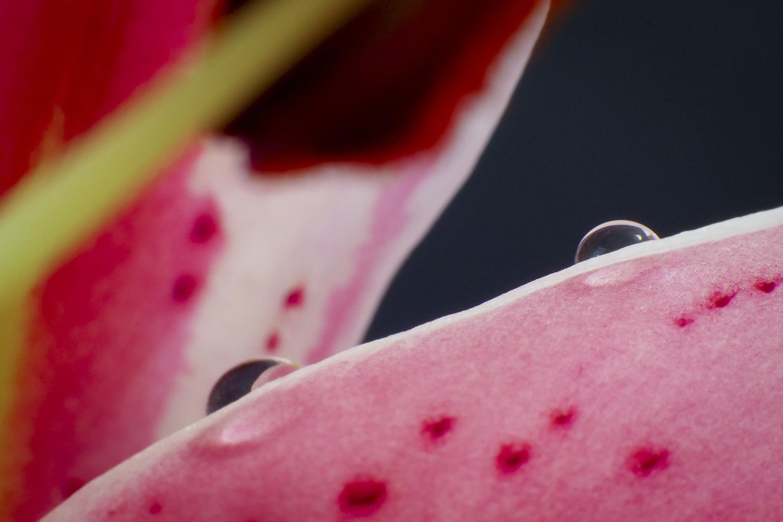 Oriental Lily With Water Drops - image 1 - student project