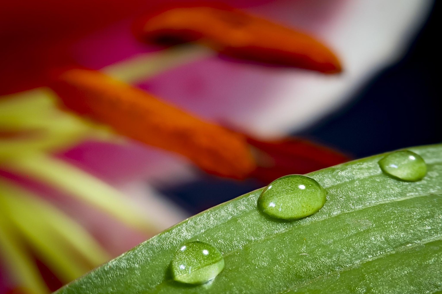 Oriental Lily With Water Drops - image 2 - student project