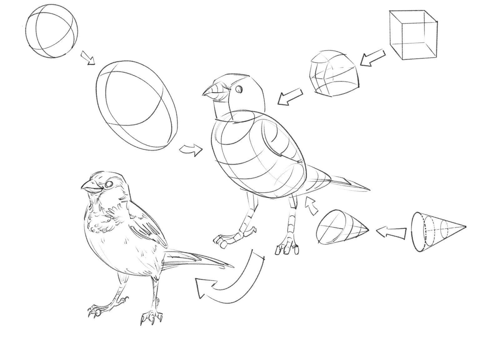 Freehand drawings - 12 to 15 minutes - image 4 - student project