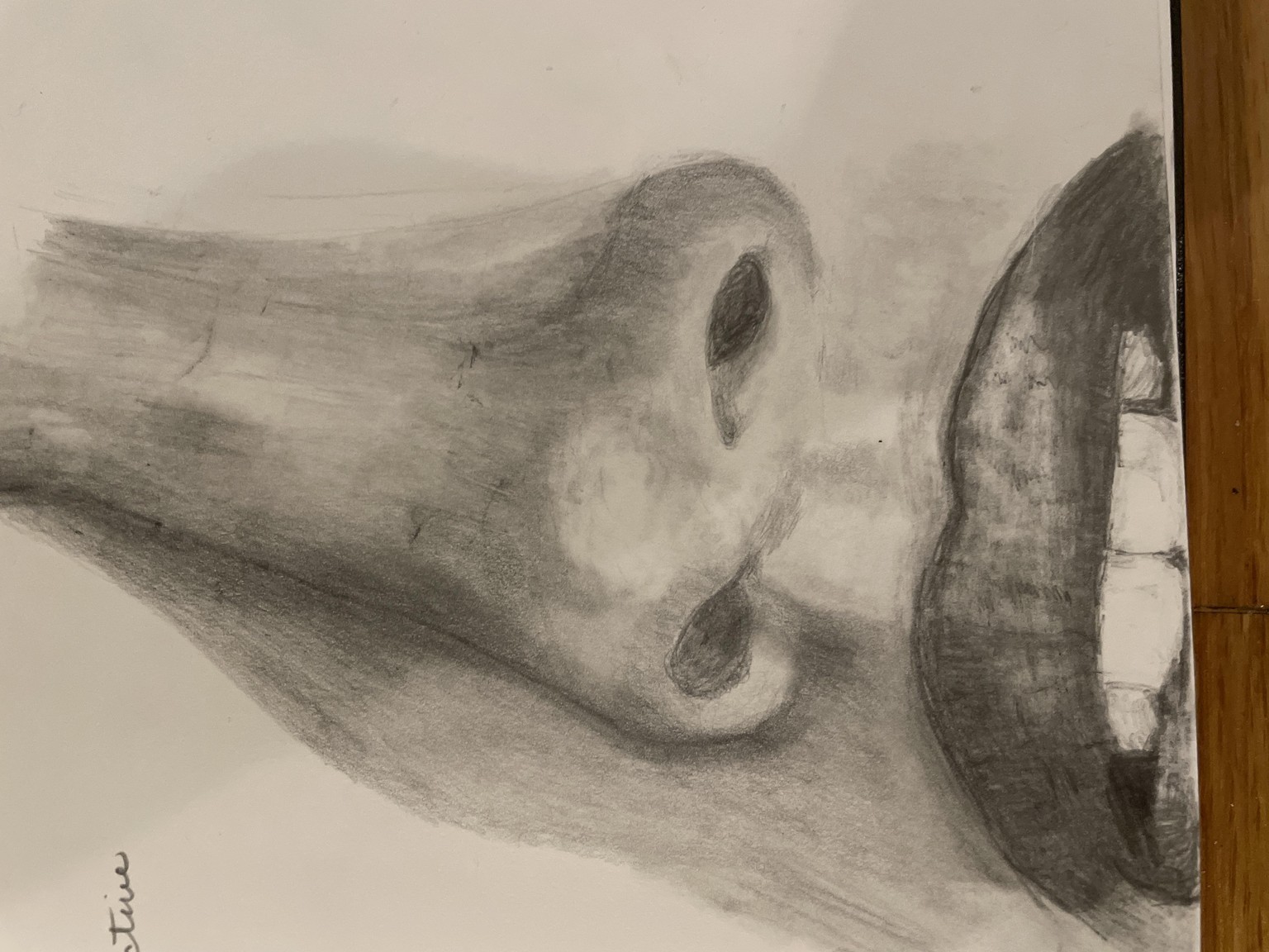 Noses - image 1 - student project