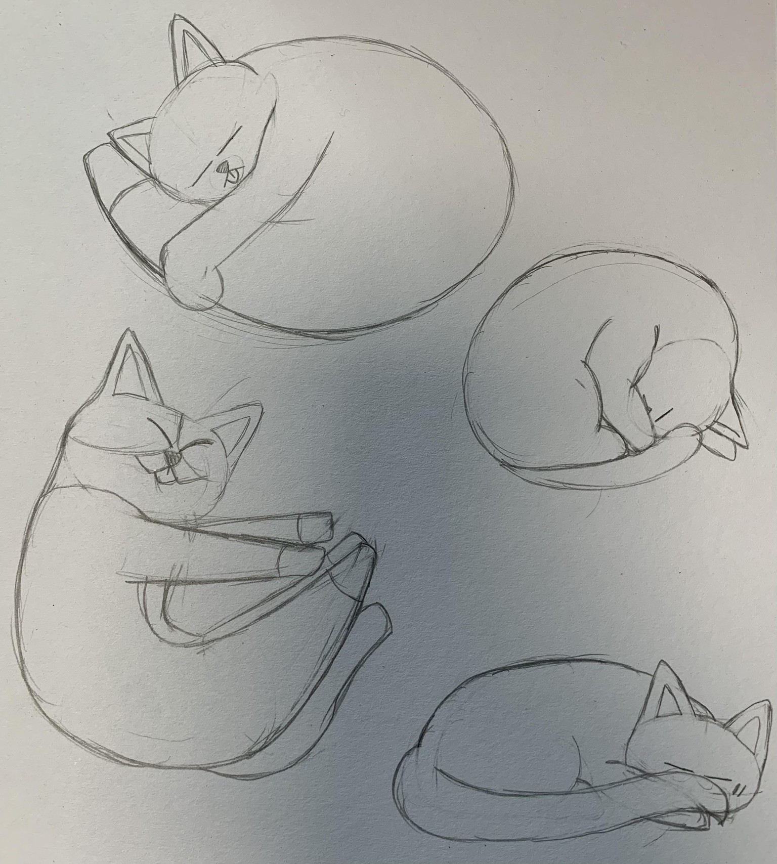 Five day cat challenge! - image 1 - student project