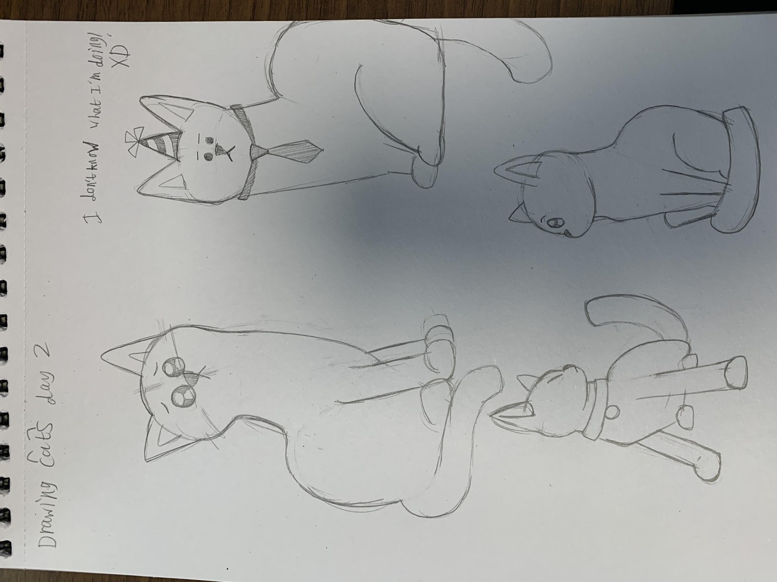 Five day cat challenge! - image 2 - student project