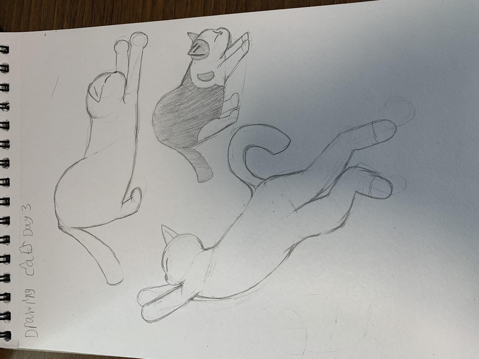 Five day cat challenge! - image 3 - student project