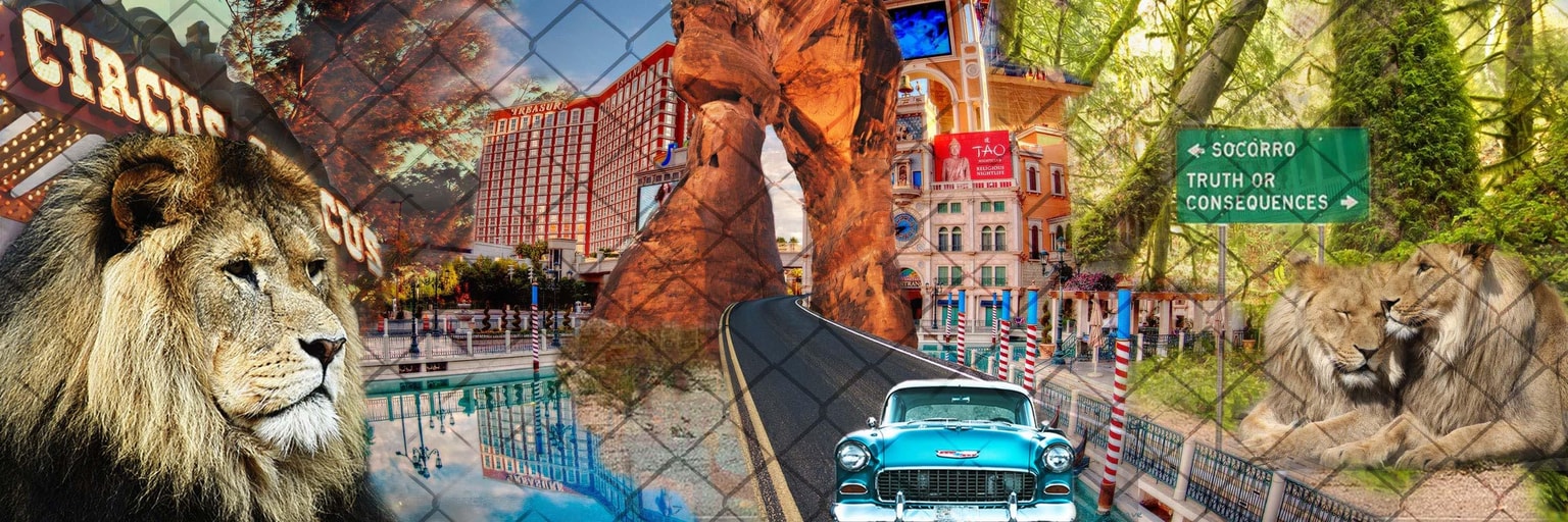 King of the jungle - image 1 - student project