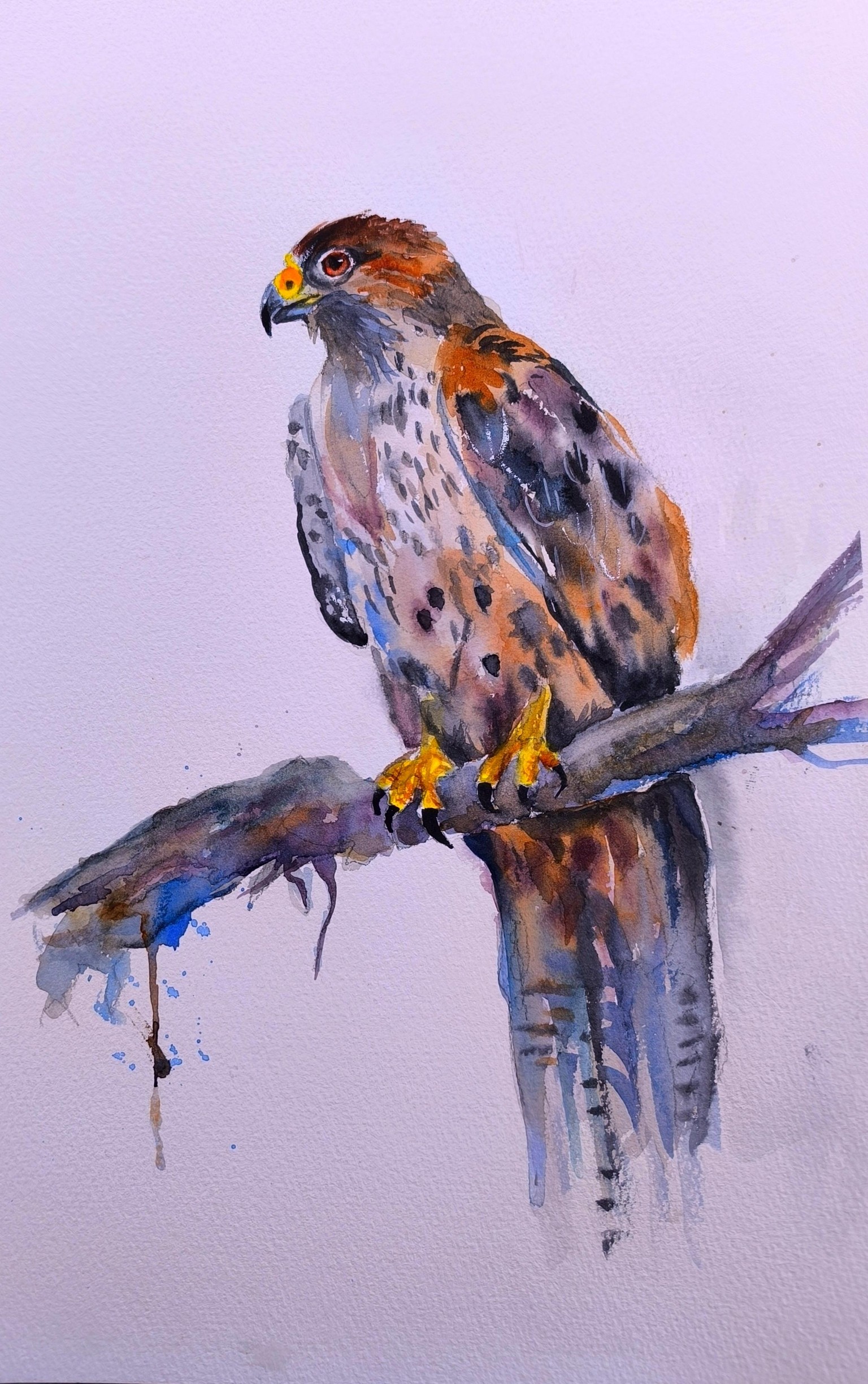 Falcon - image 1 - student project
