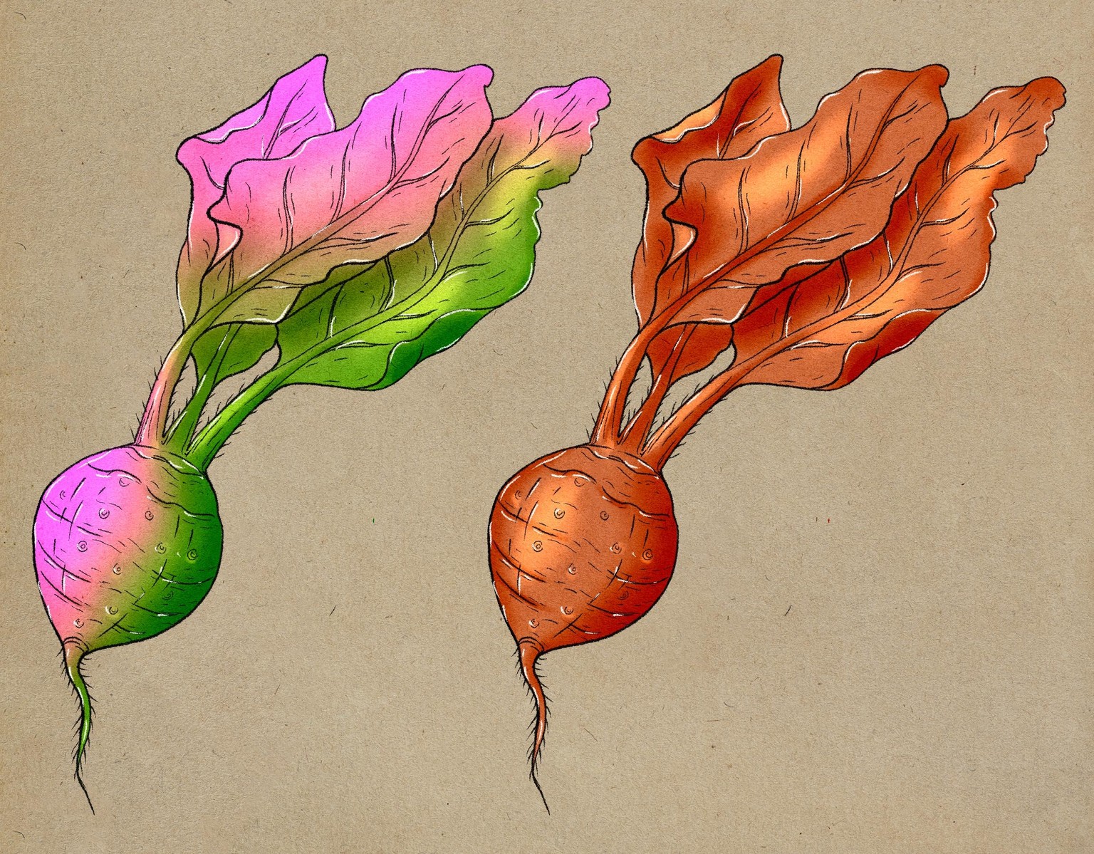 Radishes - image 1 - student project