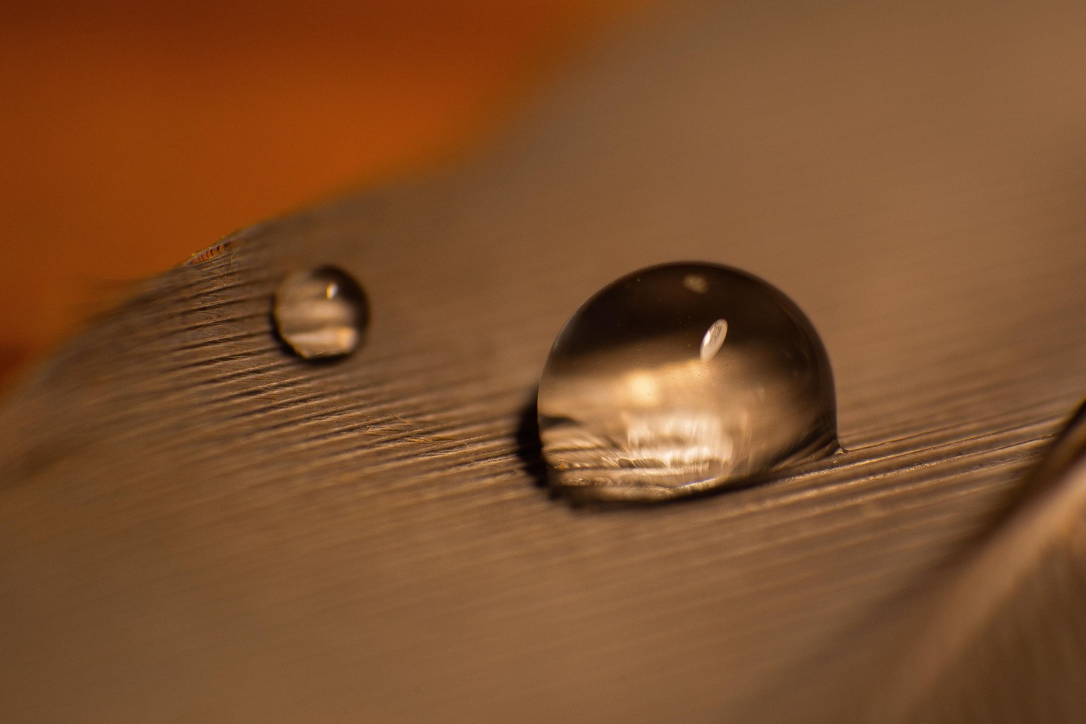 Water droplet on a feather - image 1 - student project