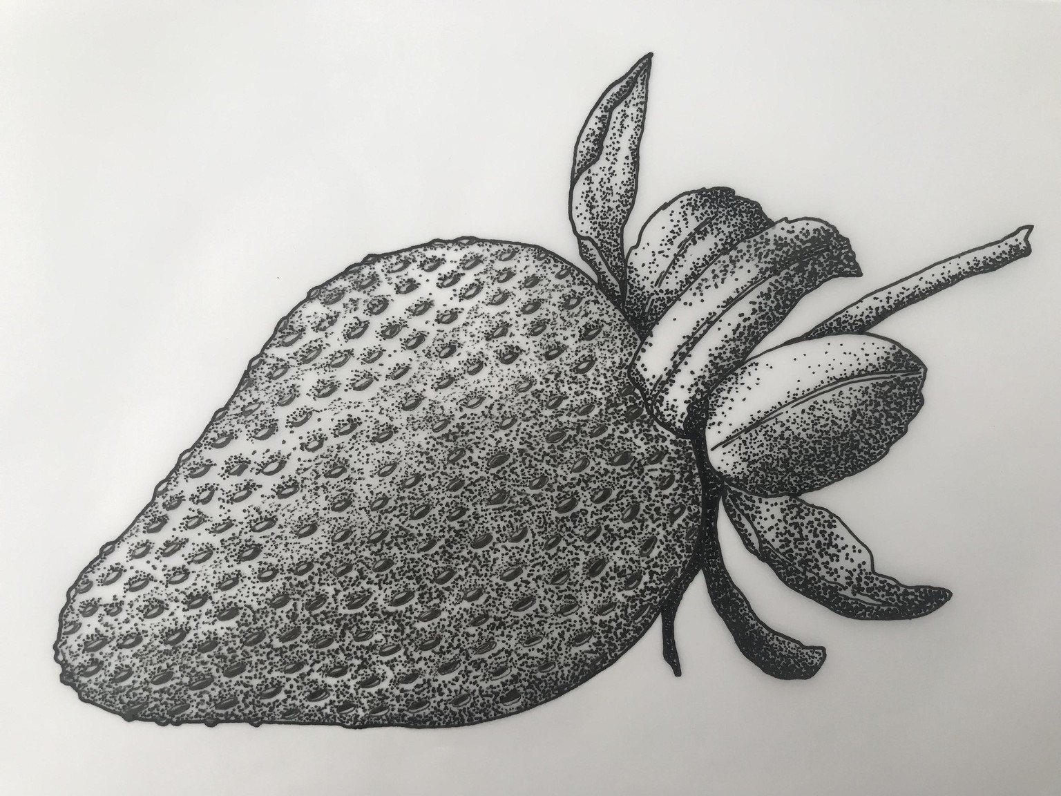 Drawing of a Strawberry - image 4 - student project