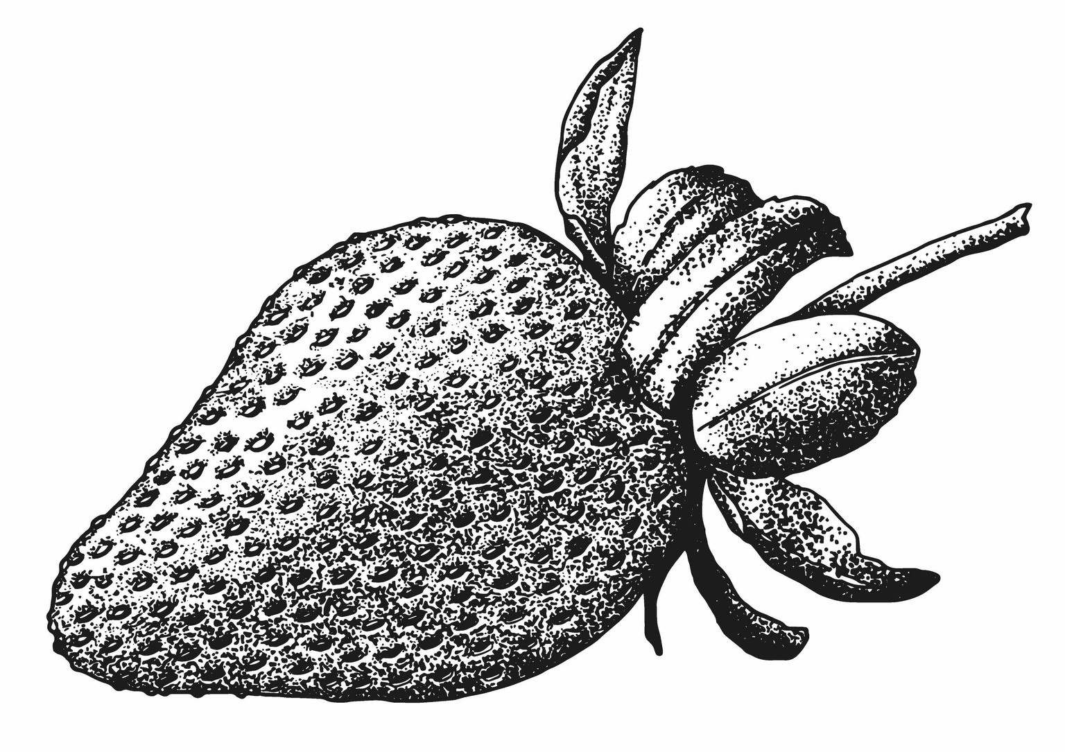Drawing of a Strawberry - image 5 - student project