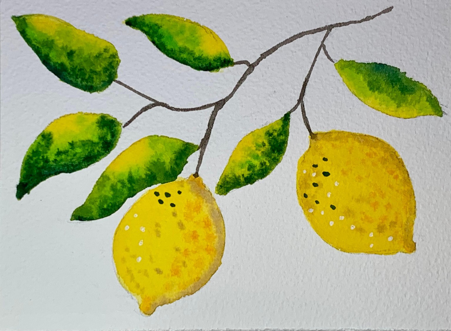 Watercolor Lemons and other Citrus Fruits - image 1 - student project
