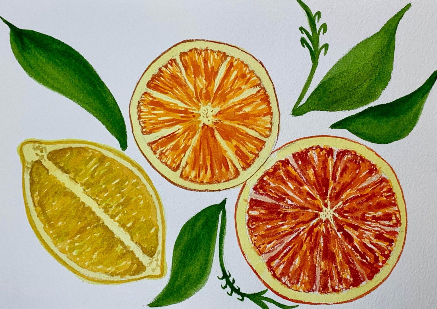 Watercolor Lemons and other Citrus Fruits - image 2 - student project