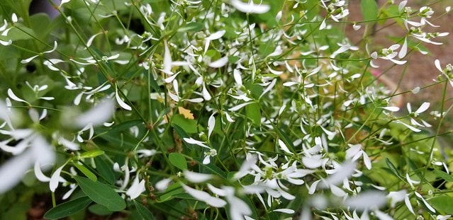 Queen Anne's Lace and Epimediums - image 3 - student project