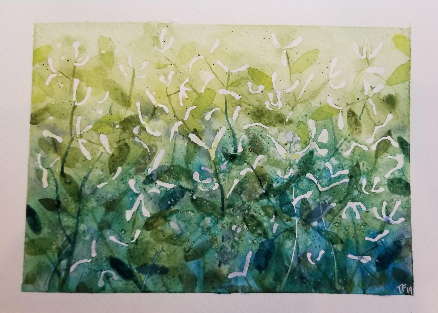 Queen Anne's Lace and Epimediums - image 1 - student project
