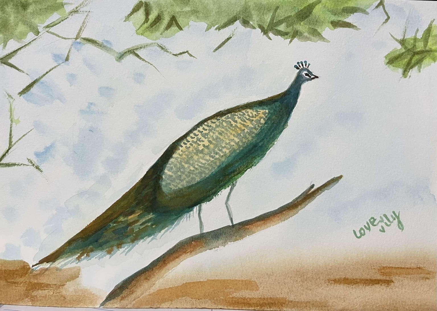 majestic peacock - image 1 - student project
