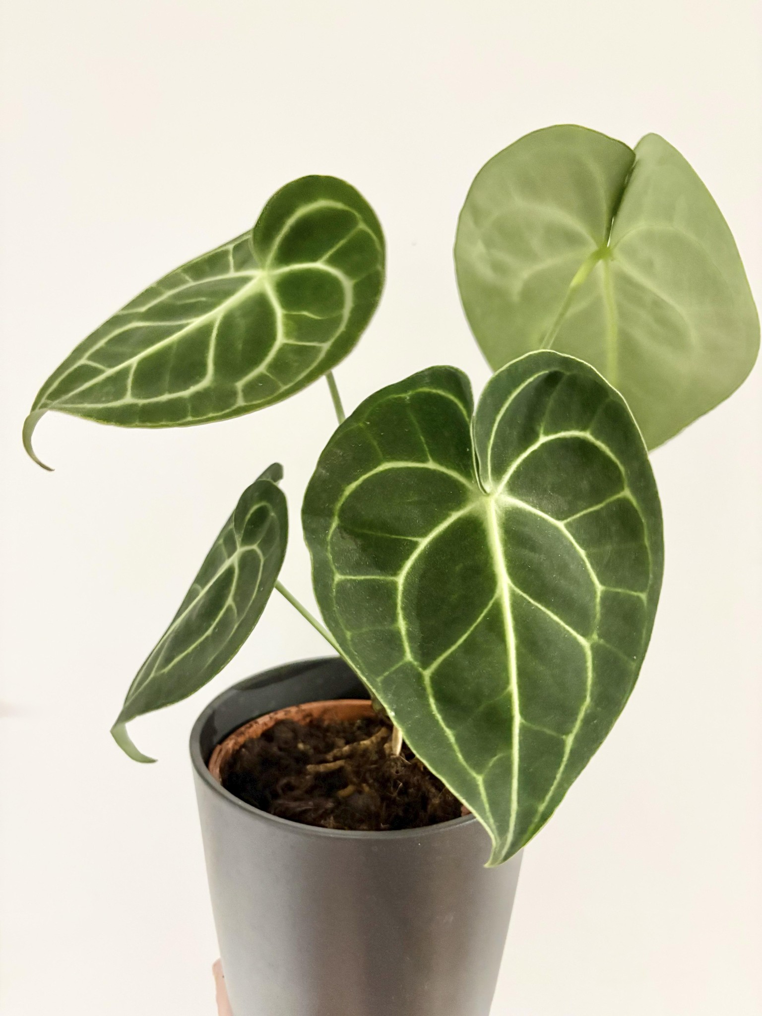 Anthurium Clarinurvium - image 1 - student project